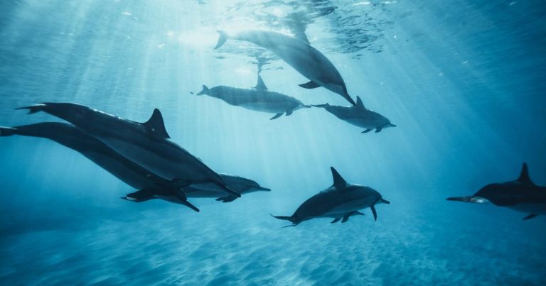 nager avec les dauphins la réunion